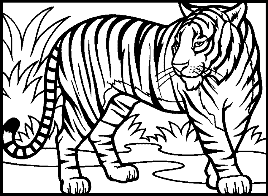 coloring pages of tigers heads : Printable Coloring Sheet ~ Anbu 