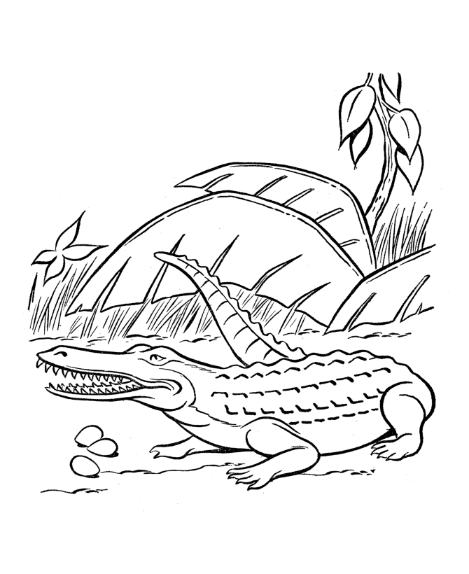 snail coloring page