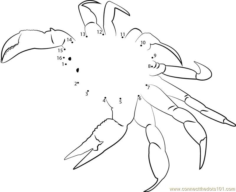 Connect the Dots Spider Crab (Animals > Crab) - dot to dots for kids