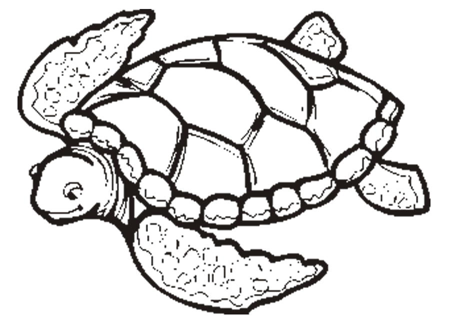 printable animal turtle coloring pages