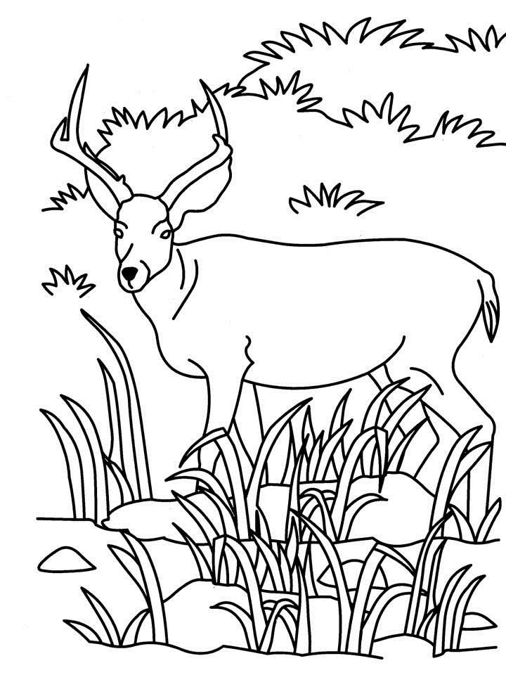 antelope coloring pages 2014
