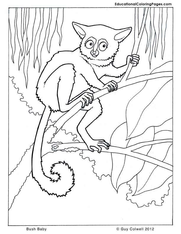 baby animal coloring pages | Animal Coloring Pages for Kids