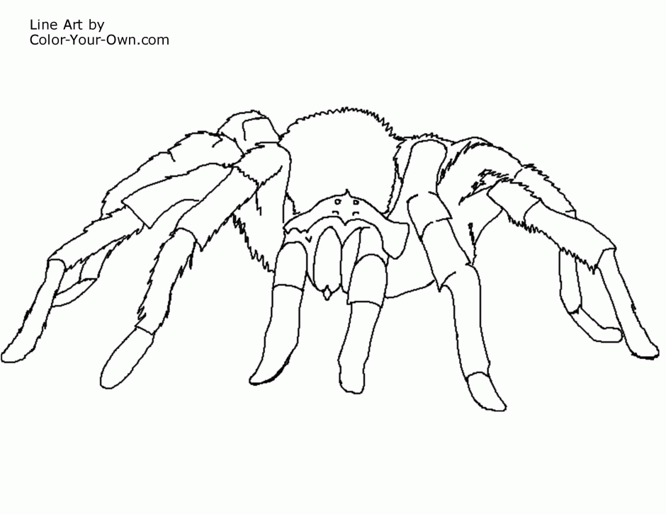 Free Printable Spider Coloring Pages Www Canrest Com Coloring 