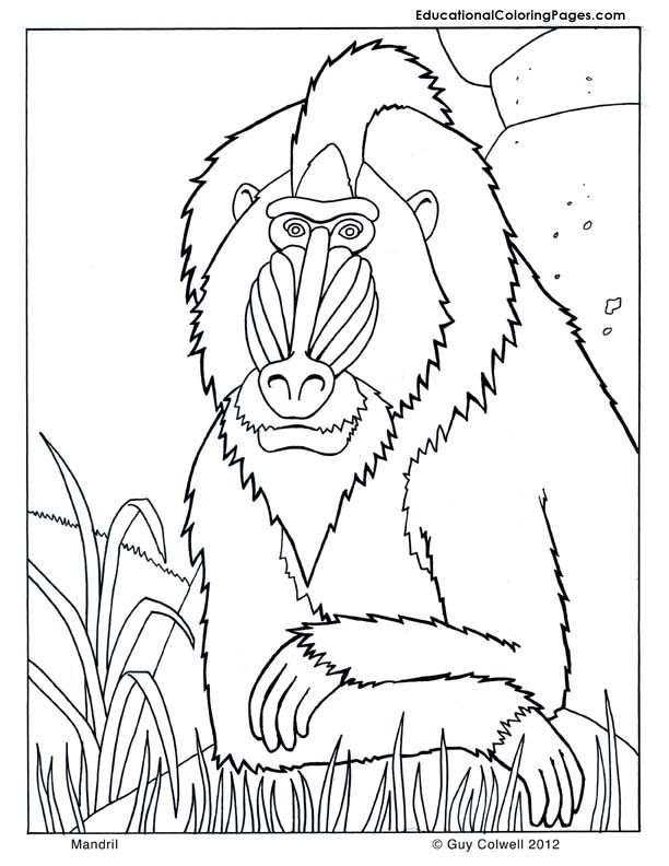 Mandril coloring pages | Animal Coloring Pages for Kids