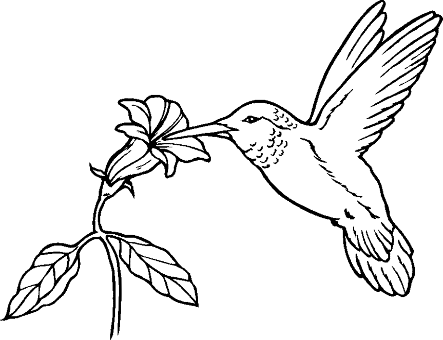Coloring Pages Of Hummingbirds Coloring Home