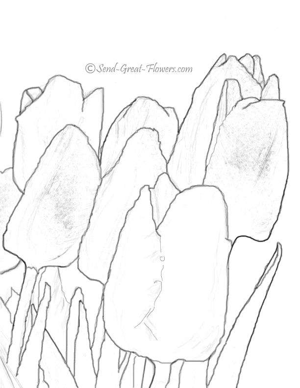 Tulip Coloring Pages - Coloring Home