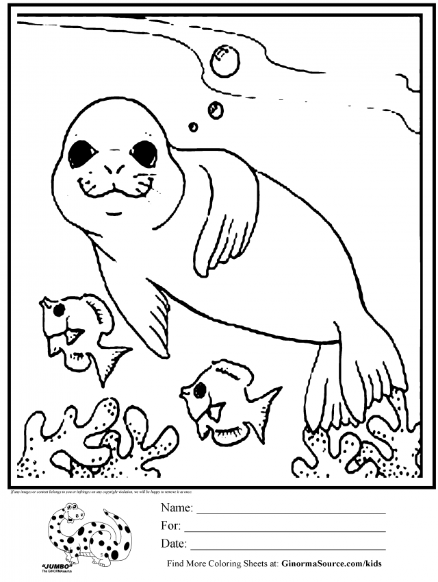 Seal Coloring Pages For Kids - Coloring Home