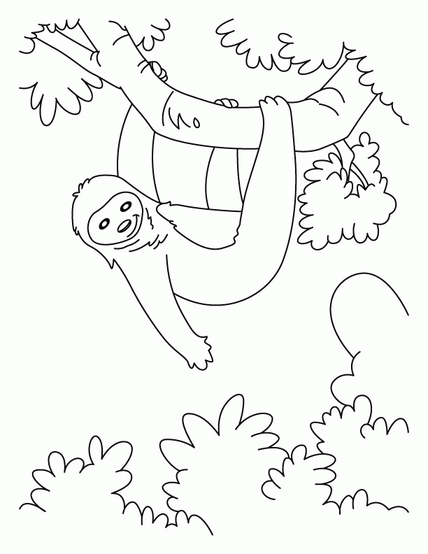 Hanging sloth coloring pages | Download Free Hanging sloth 