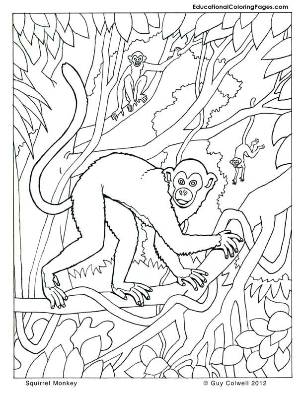 monkey coloring pages | Animals | Pinterest | Monkey, Coloring ...