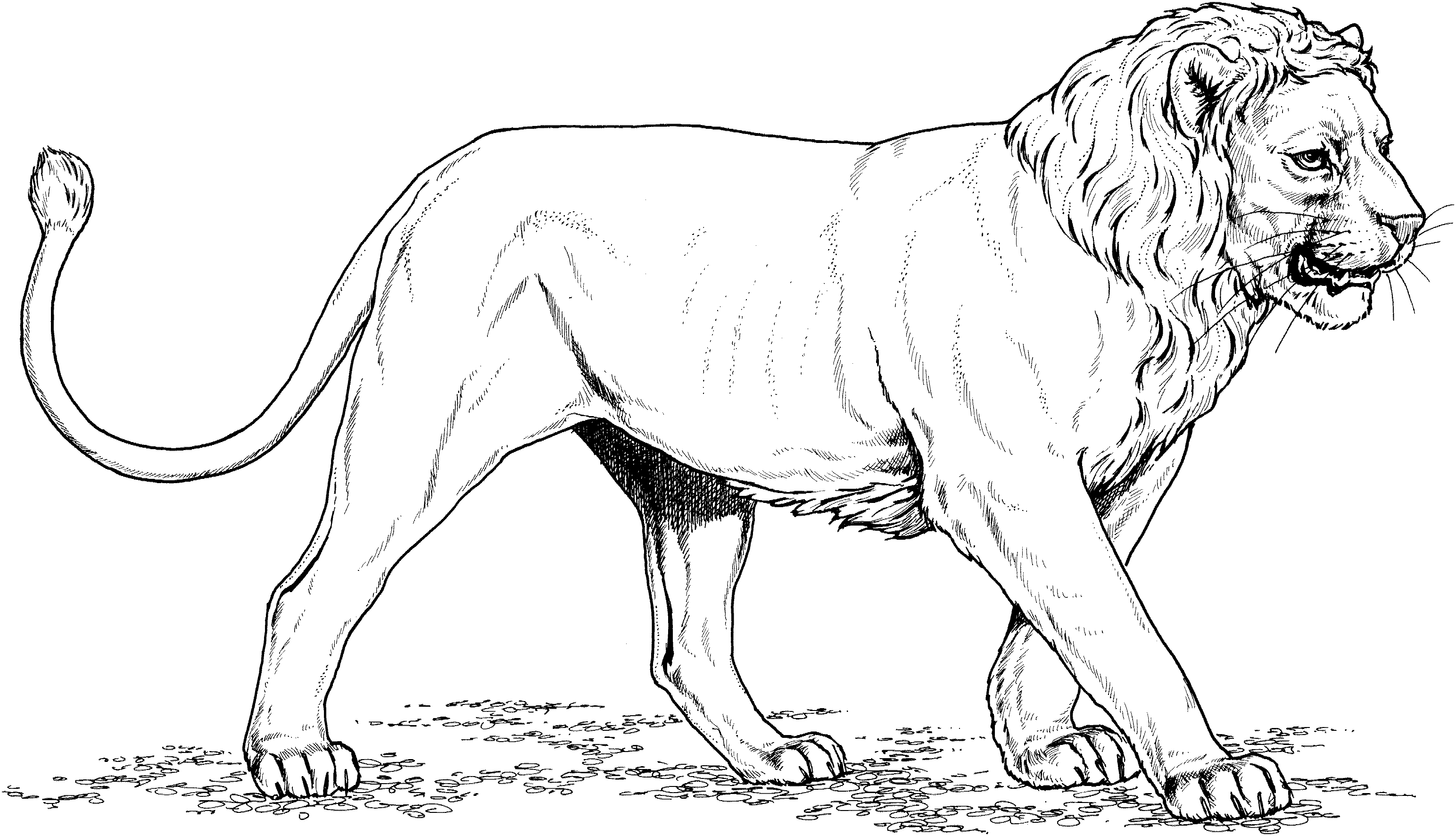 Lion King Coloring Pages (19 Pictures) - Colorine.net | 13857