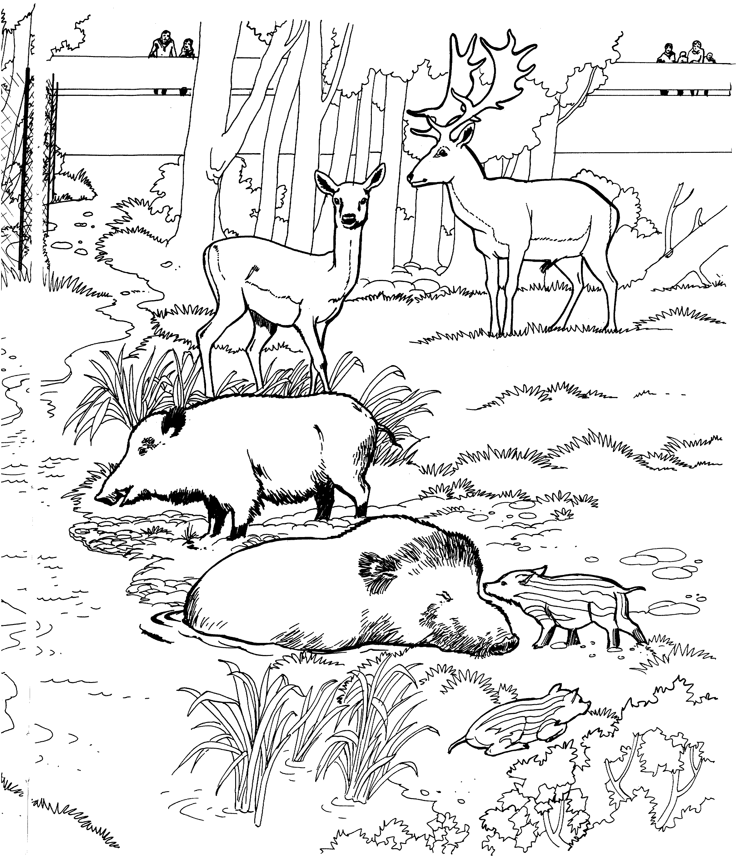 Раскраска лес с животными