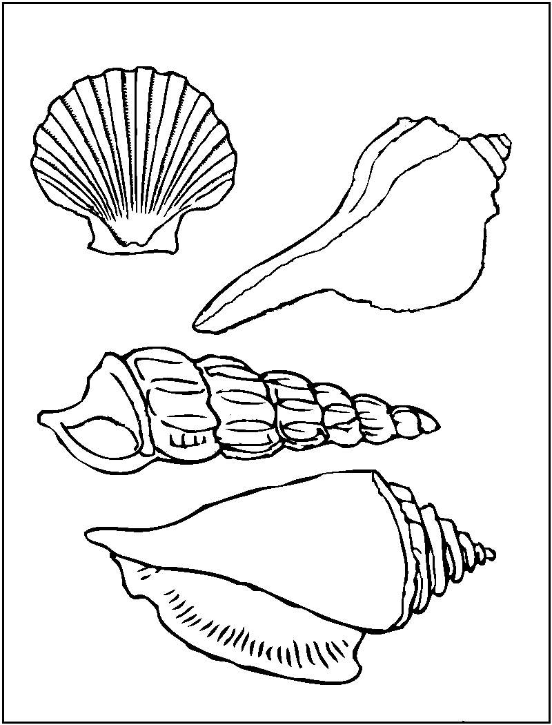 Free Printable Seashell Coloring Pages For Kids
