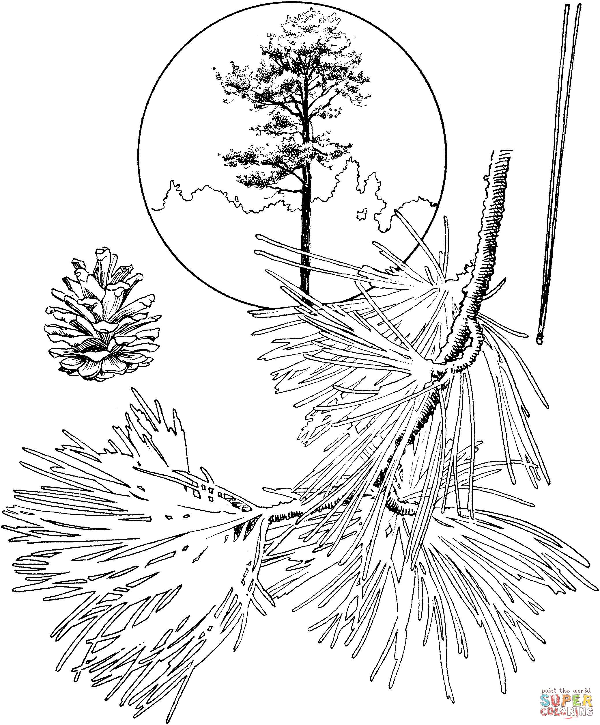 Pine trees coloring pages | Free Coloring Pages