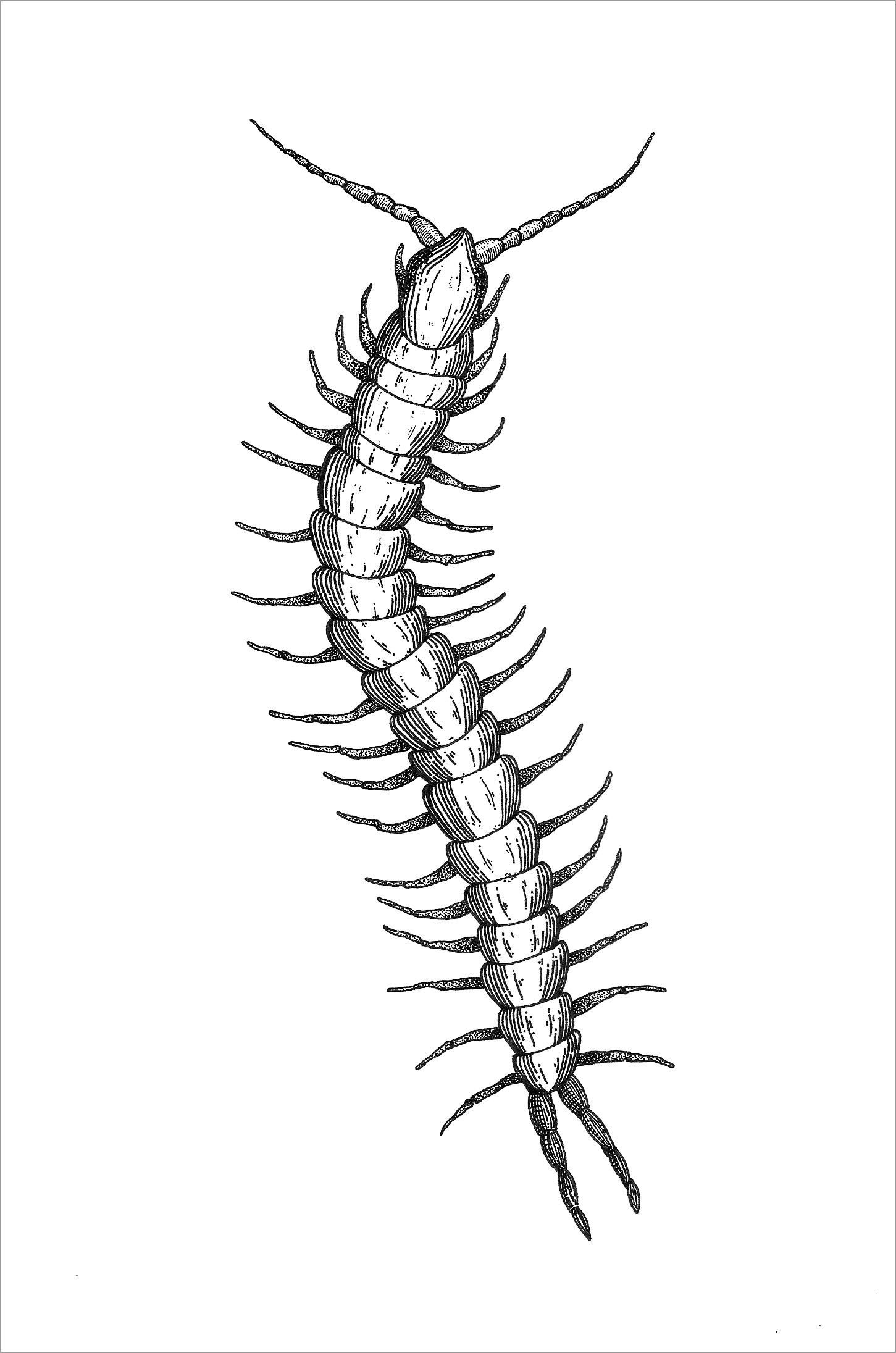 Centipede Coloring Pages Coloring Home