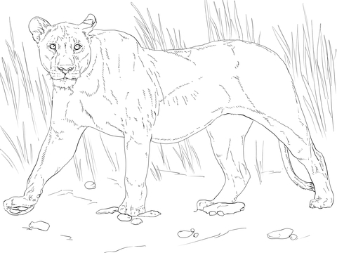 Walking Lioness coloring page | Free Printable Coloring Pages