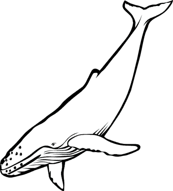 coloring pages of whale | Clipart Panda - Free Clipart Images