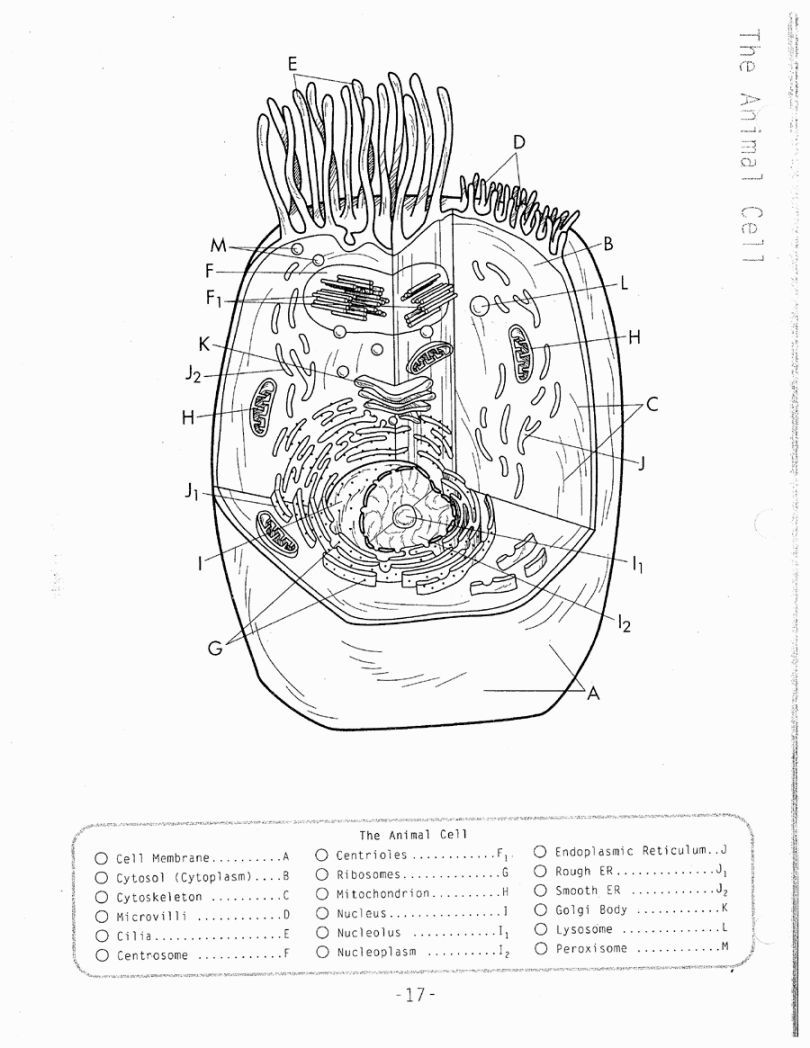 Plant Cell Coloring Page  Animal Cells Worksheet, Plant And Throughout Animal Cell Coloring Worksheet