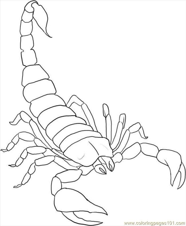 Coloring Pages How To Draw A Scorpion Step 5 (Animals > Arachnids 