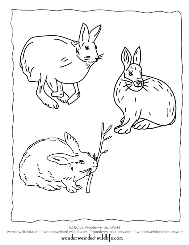 Printable Hare Coloring Pages,Arctic Hare Coloring Page,Snowshoe 