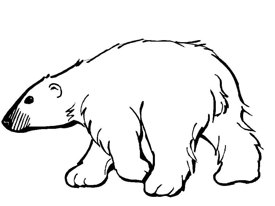 Black And White Pictures Of Bears