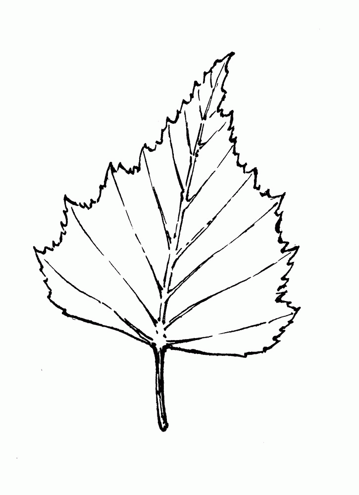 Birch Leaf Outline Images & Pictures - Becuo