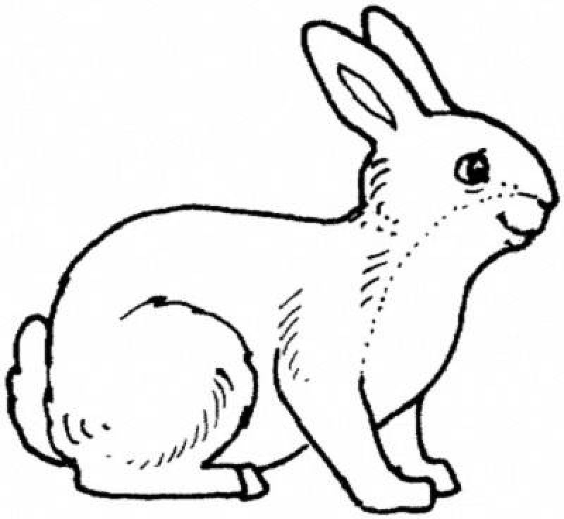 Realistic Rabbit Coloring Pages Coloring Home