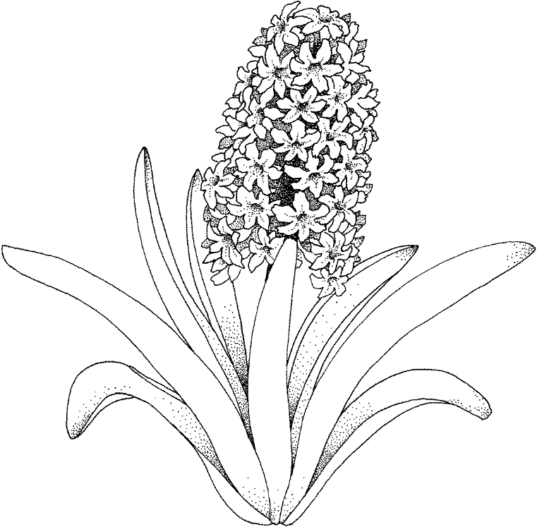 Flower Coloring Pages - Debt Free Spending