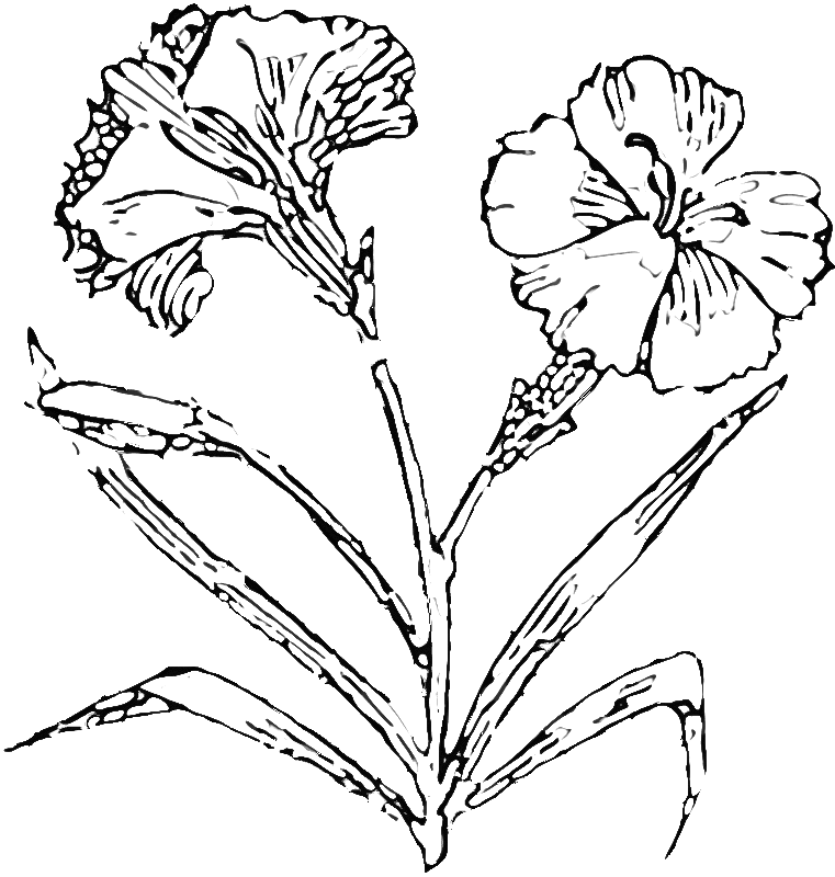 Carnation Coloring Page | Dog Coloring Pages Org