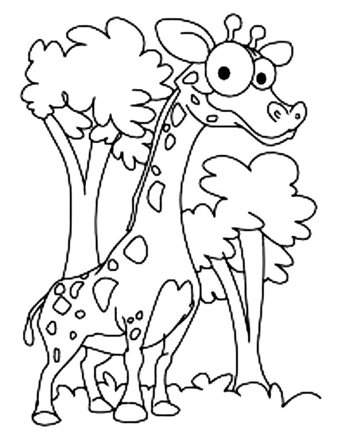 African Animal Giraffe Coloring Page - Animal Coloring Pages on 