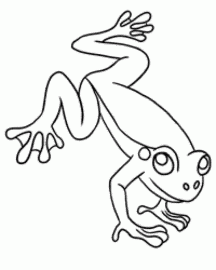 Red Eyed Tree Frog Coloring Page Kids
