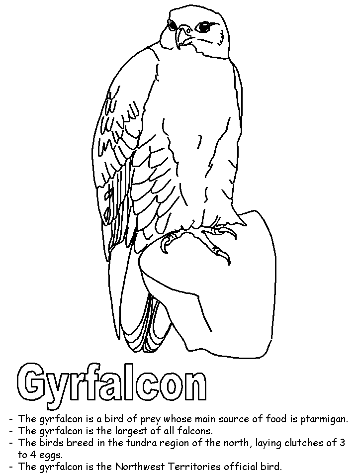 Gyrfalcon coloring page