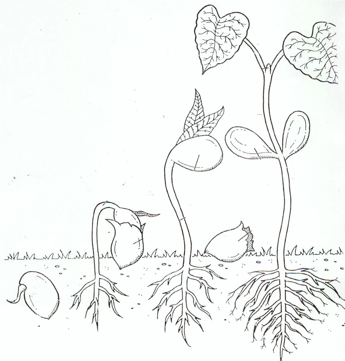 Life Stages of a plant coloring page