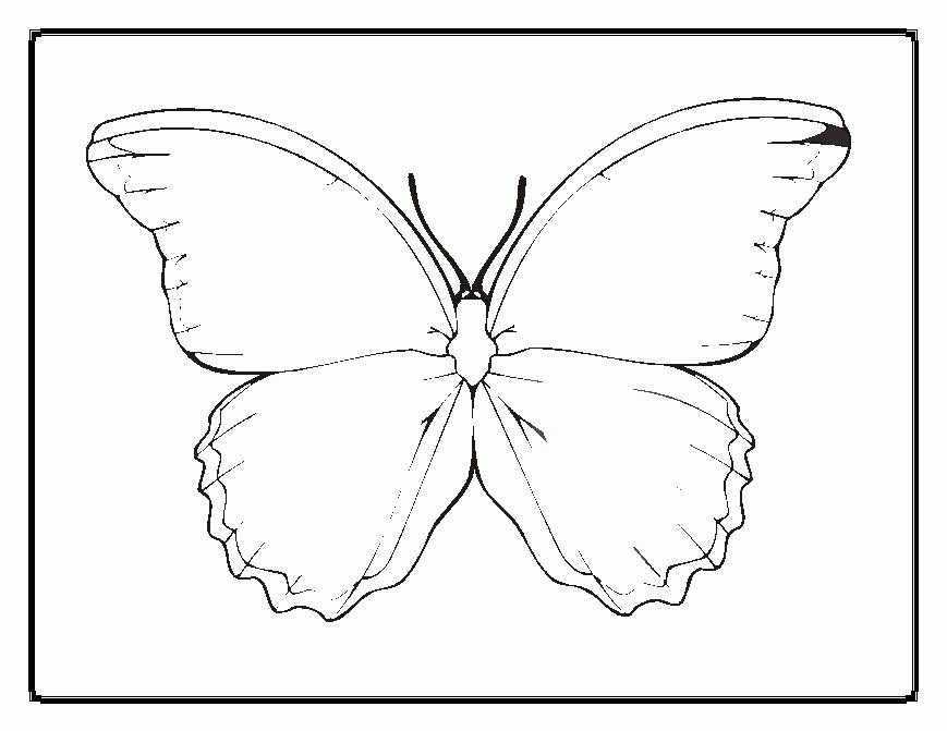 Animal Coloring Coloring Outline Butterfly Life Cycle Coloring 