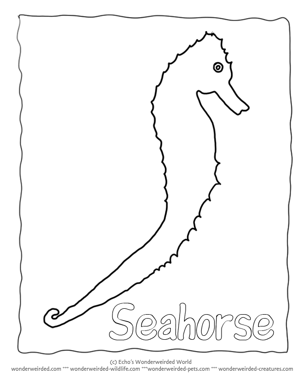 Seahorse Outline, Free Seahorse Coloring Pages & Seahorse Templates