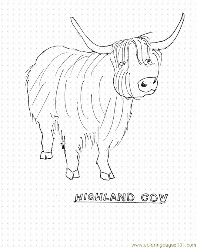Highland Cow Colouring Pages - Coloring Home