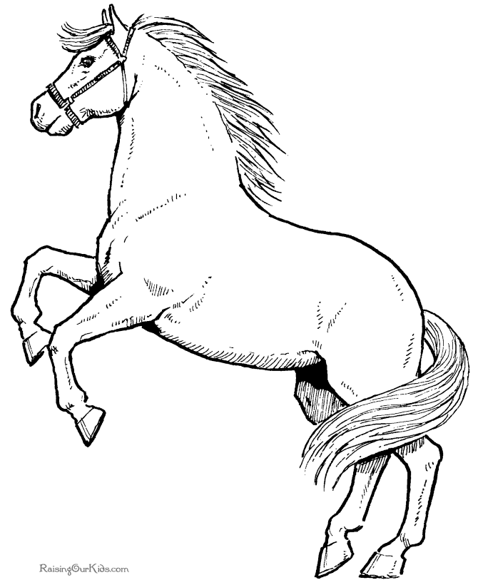 horse coloring pages for adults  coloring home