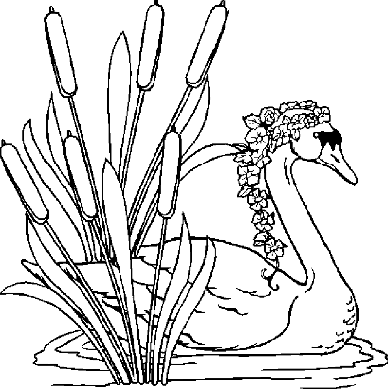 Swans | Free Printable Coloring Pages