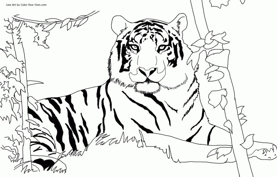 Wild Animal Coloring Pages Royalty Free Clip Art Illustration Of A 