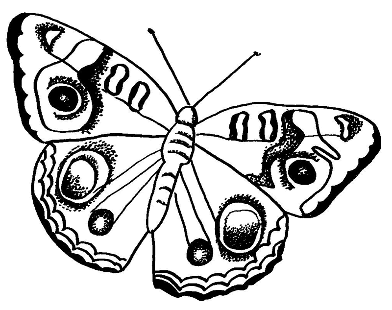 Coloring picture of butterfly