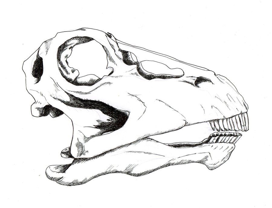 diplodocus young by Zhagur on deviantART
