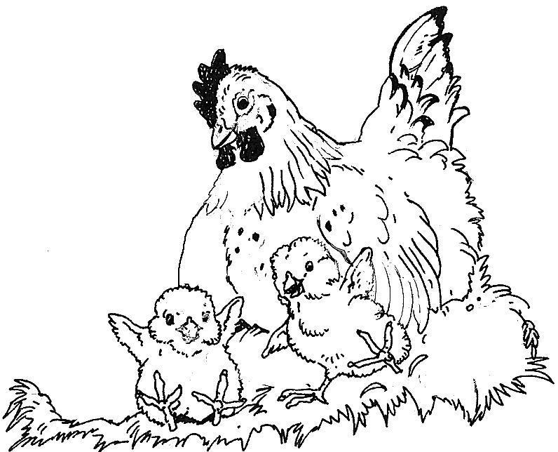 hen on a nest Colouring Pages (page 3)