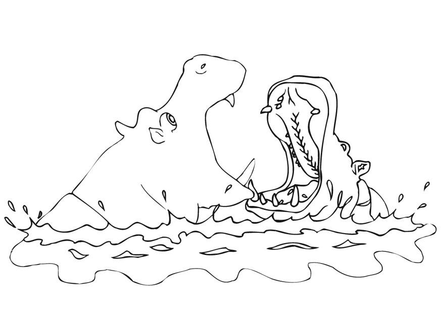 Coloring page hippopotamus - img 9456.