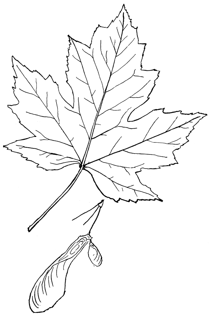 Genus Acer, L. (Maple) | ClipArt ETC