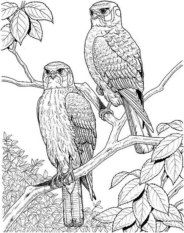 Free Coloring Pages For Adults | Colouring Pages for Adults