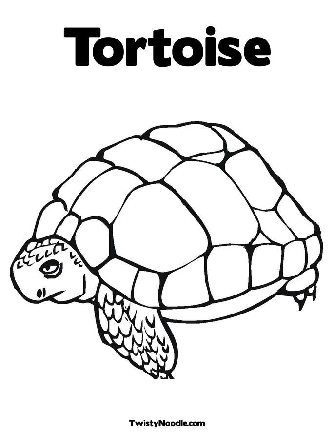 tortoise outline Colouring Pages