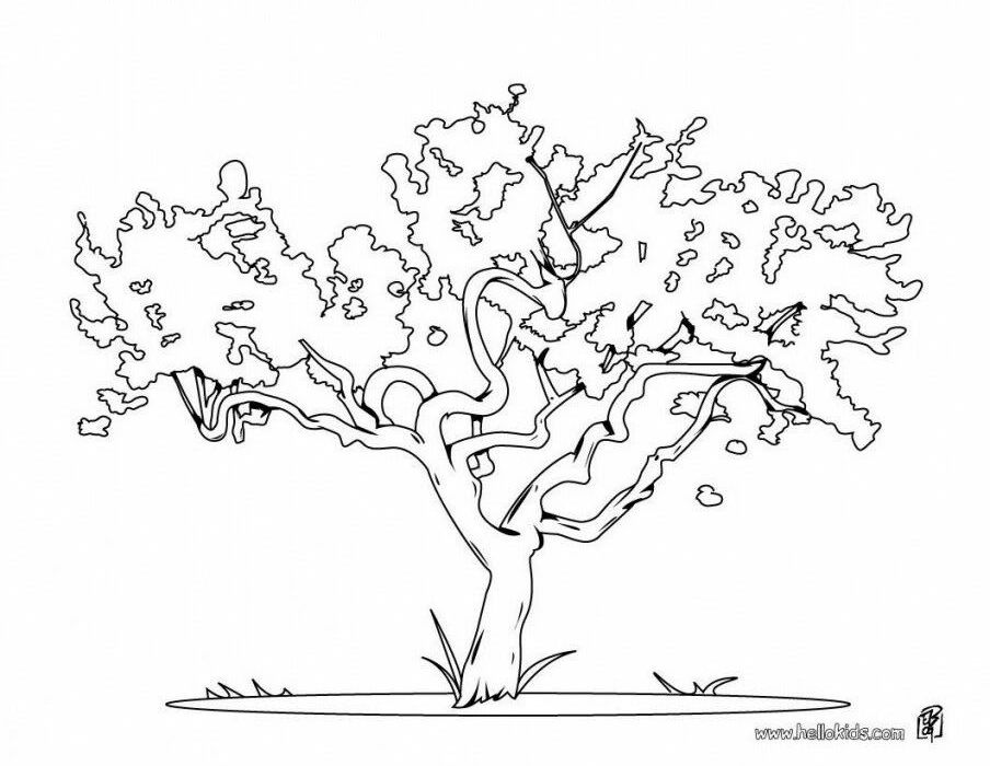 Oak Tree Coloring Page For Kids