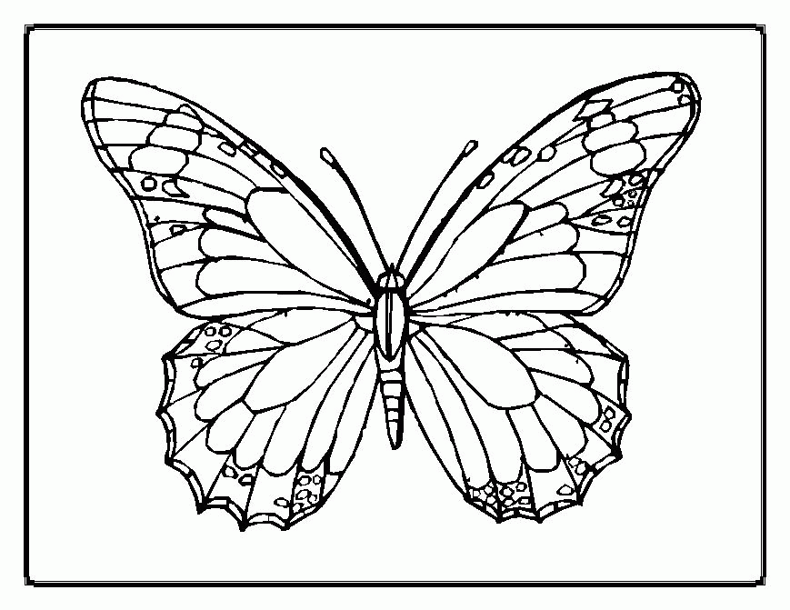 Butterfly Pictures To Color Hd Background 8 HD Wallpapers | lzamgs.