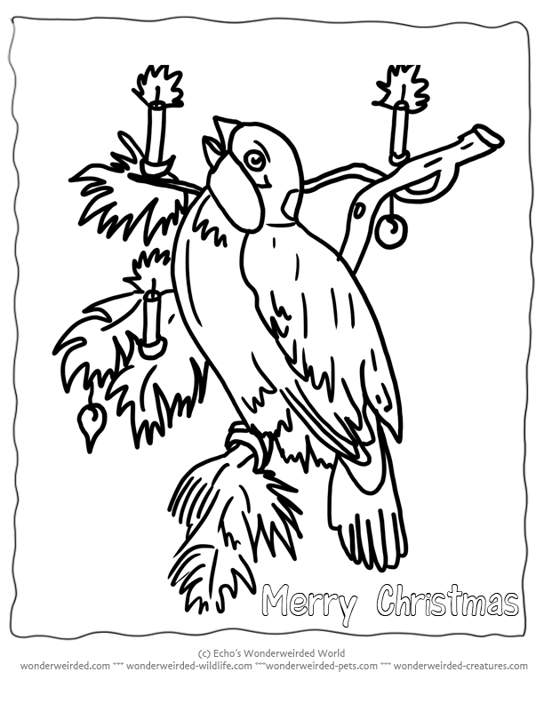 Free Printable Christmas Coloring Pages Birds, Echo's Christmas 