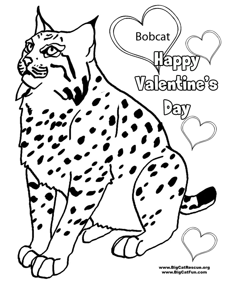 valentines-bobcat-2.png