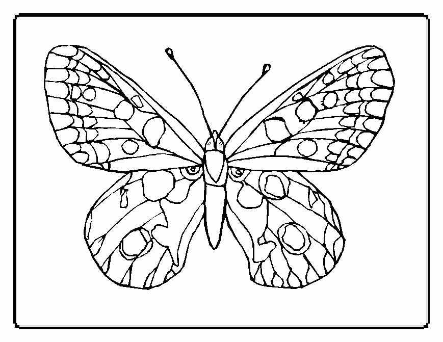 printable butterfly coloring pages : Printable Coloring Sheet 